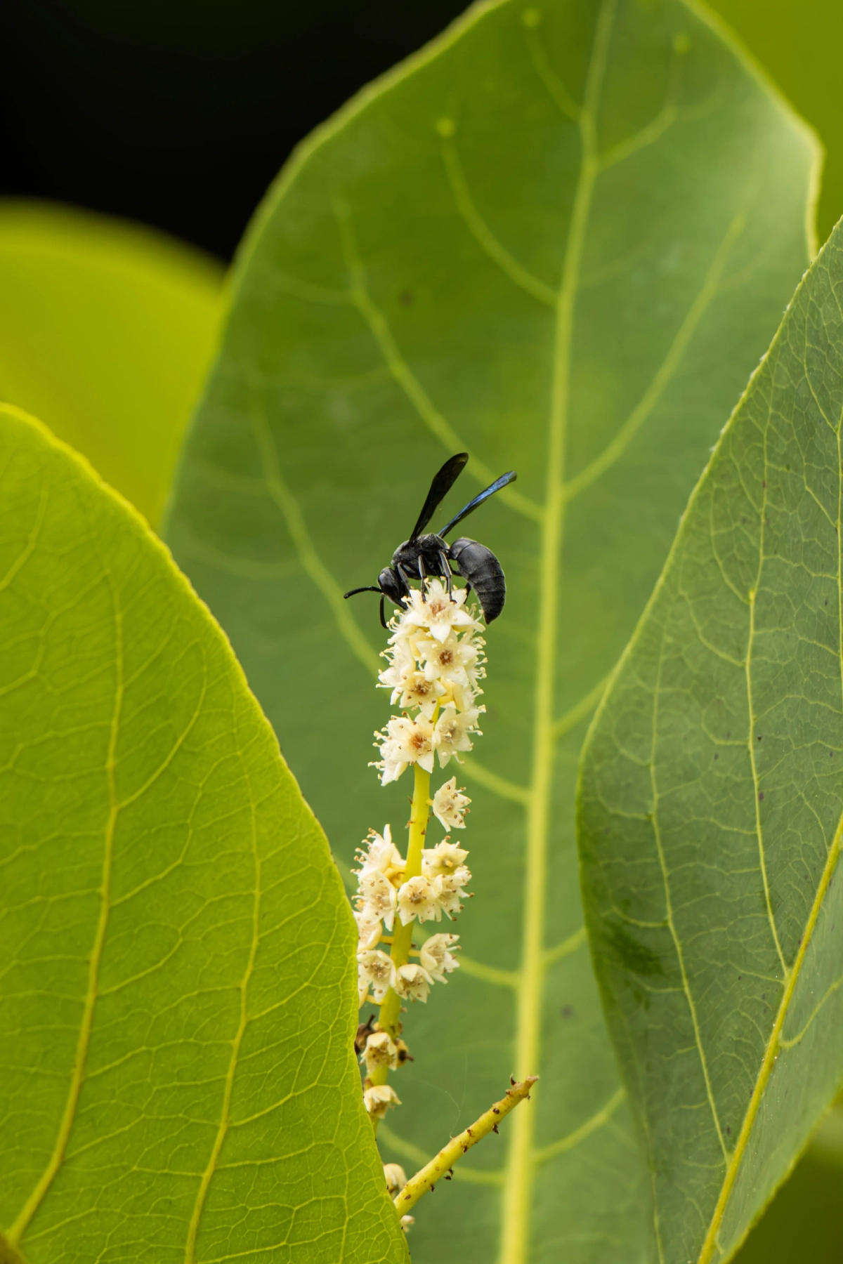 Guêpe d'acier bleue