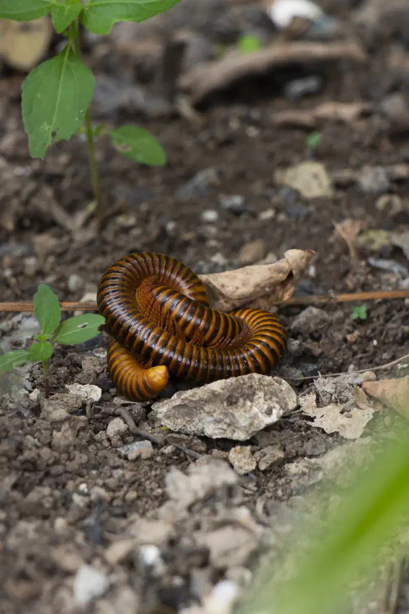 Mille-pattes géant
