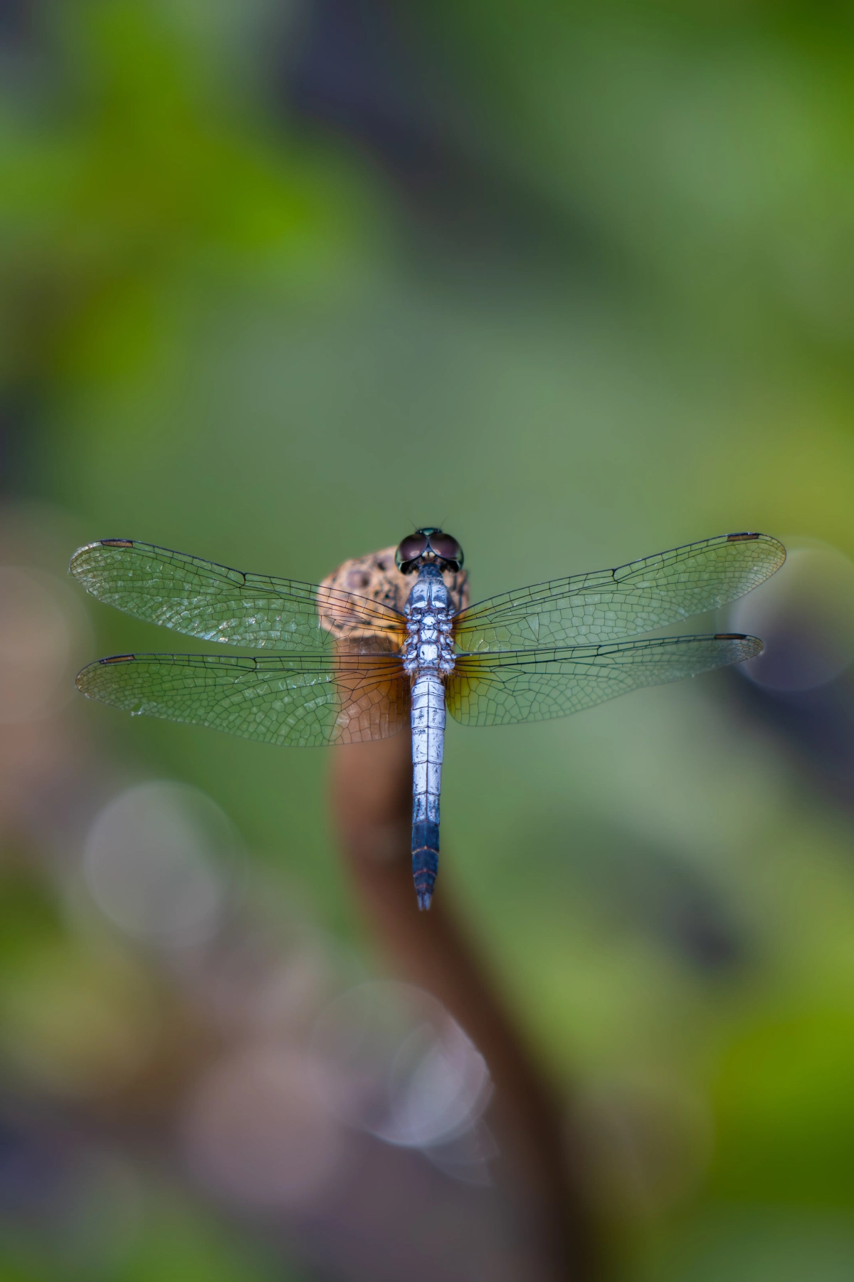 Libellule pruineuse bleue