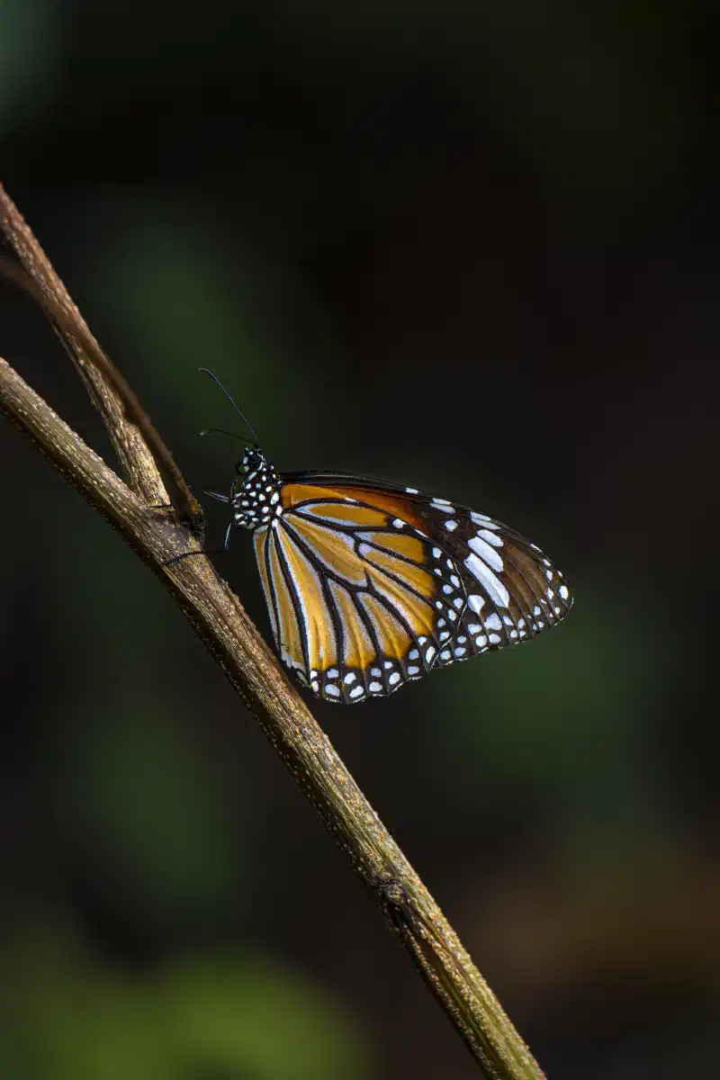 Tigre commun