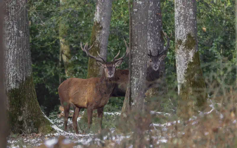 Cerf élaphe