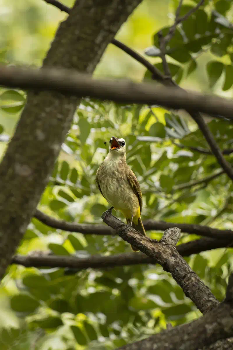 Bulbul à ventre jaune