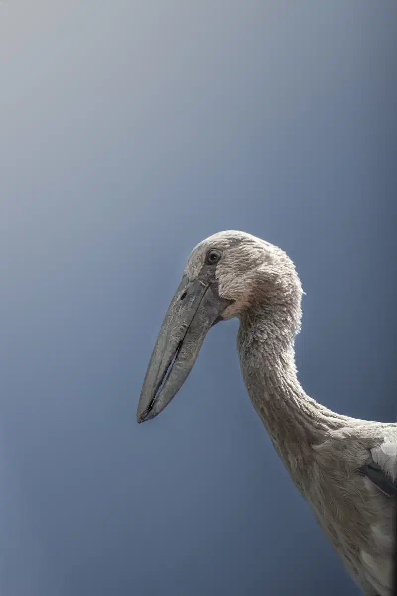 Pélican à bec tacheté