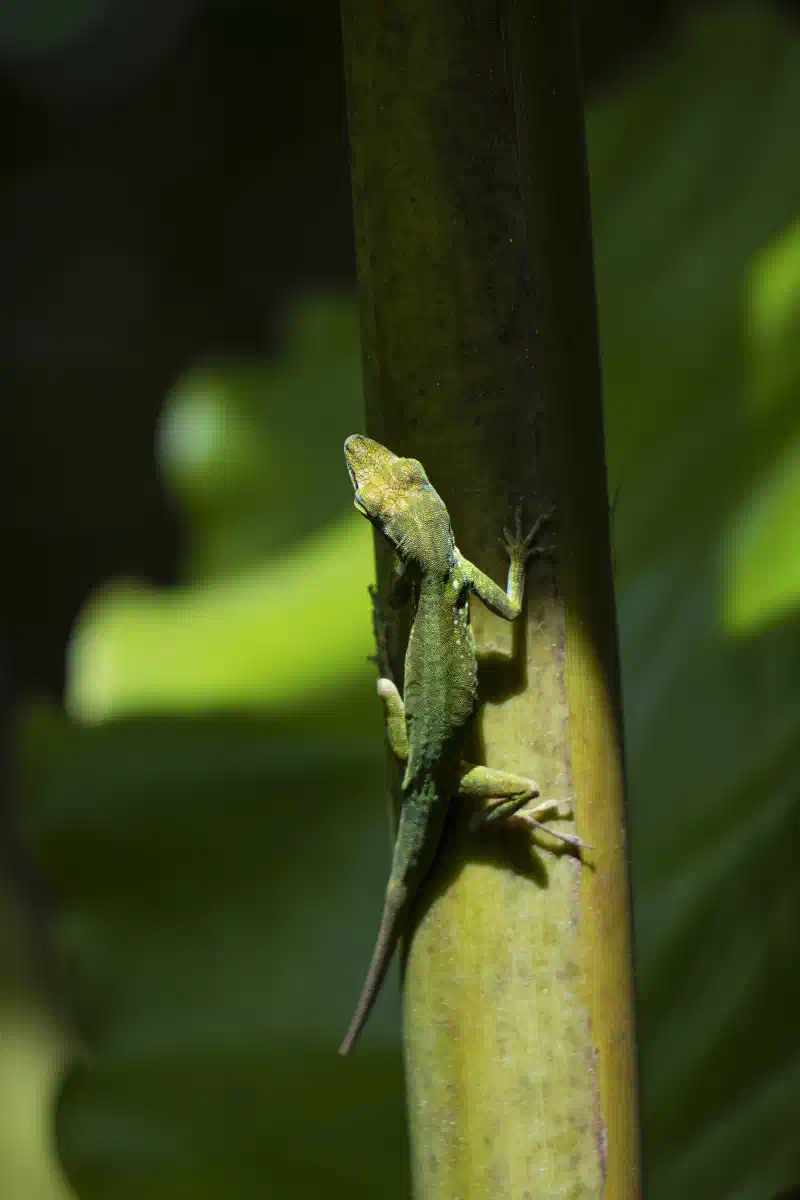 Anolis roquet