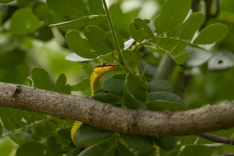 Serpent arboricole doré