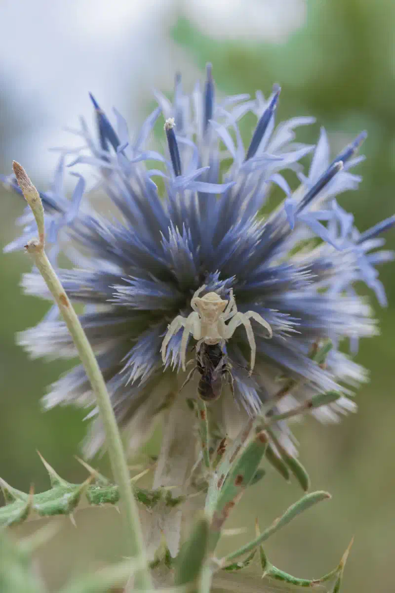 Échinops ritro