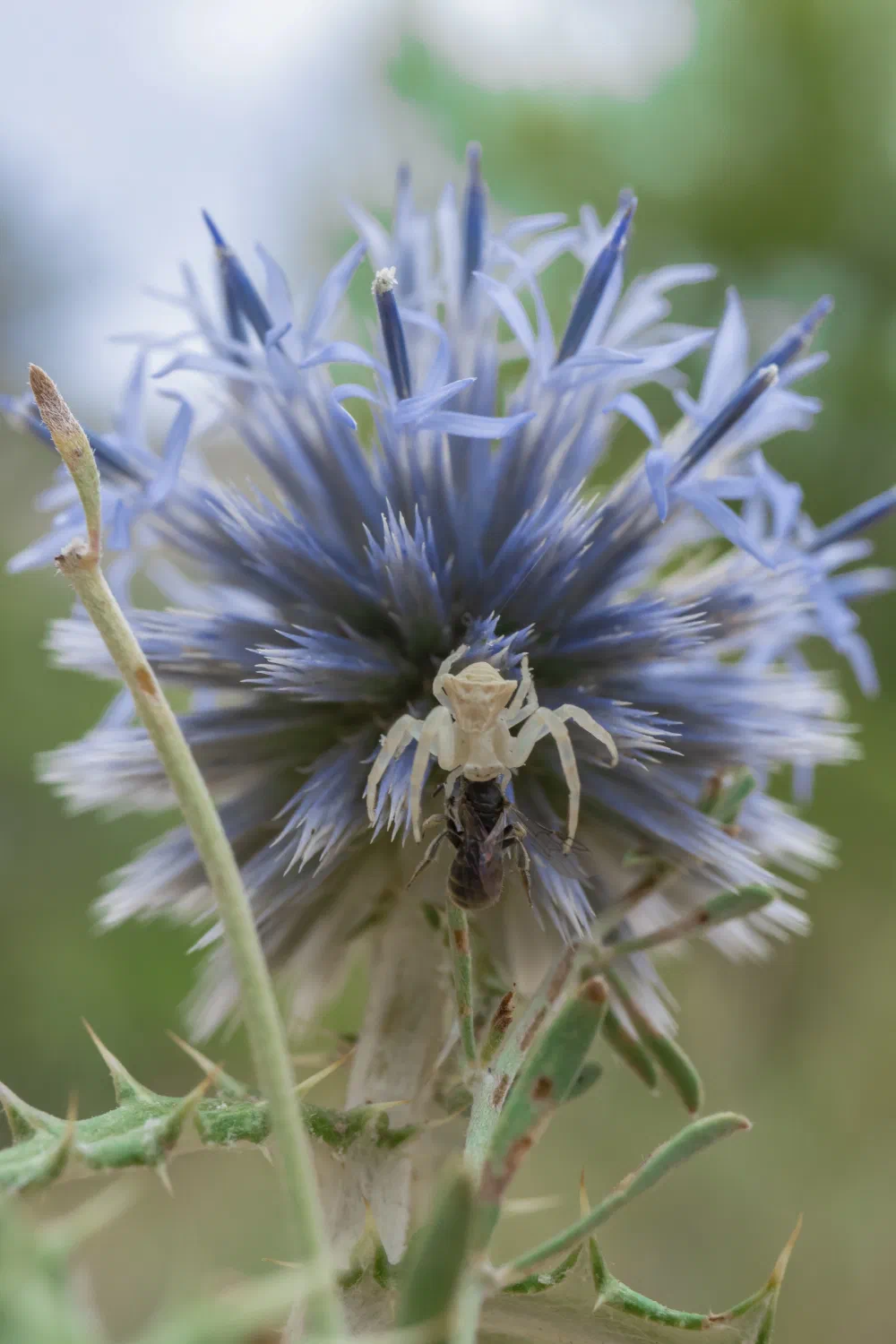Échinops ritro