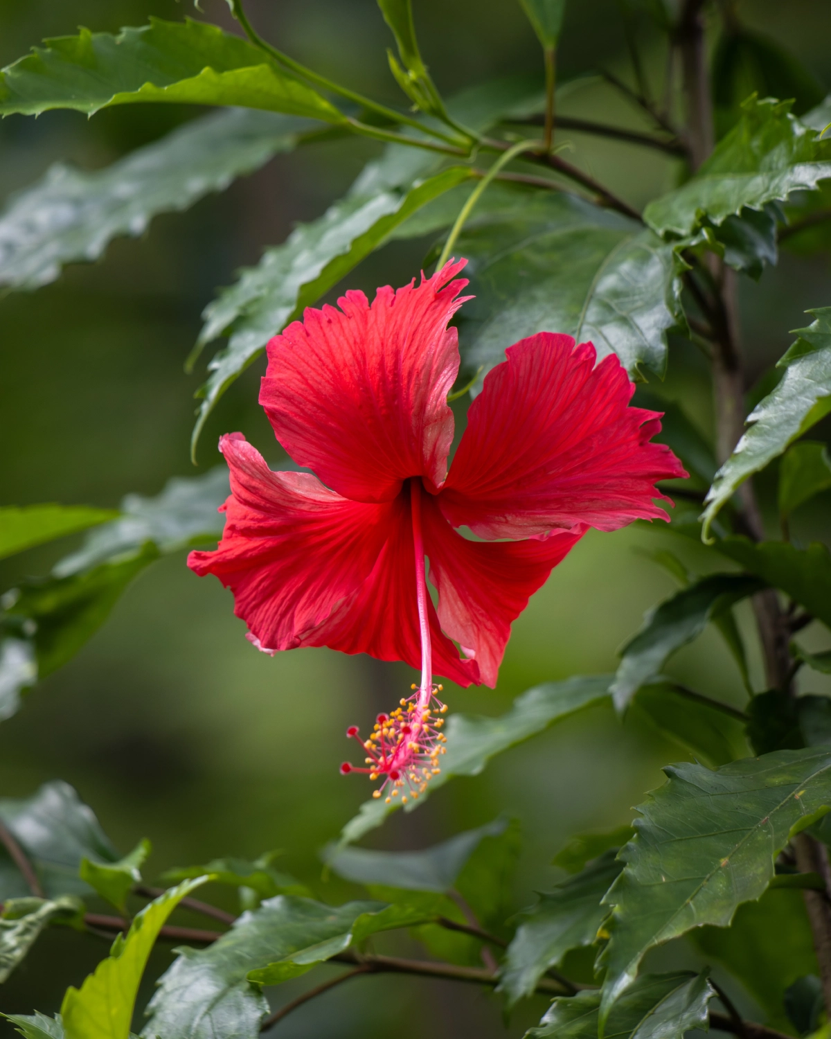 Hibiscus rouge