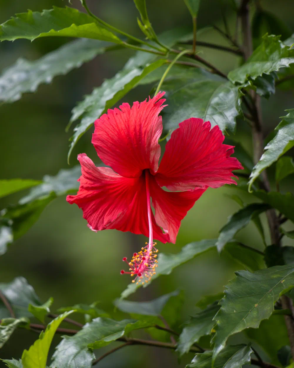 Hibiscus rouge