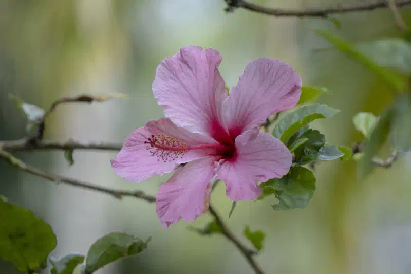 Hibiscus rose de Chine