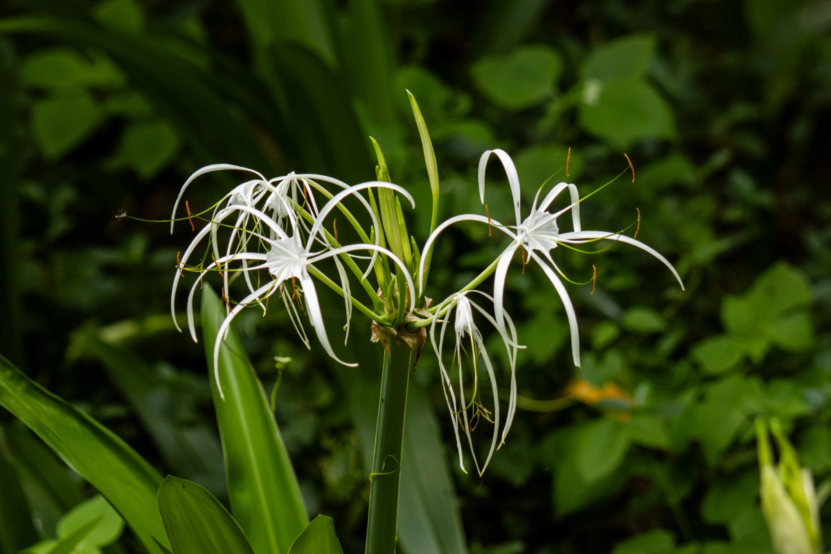 Lys araignée