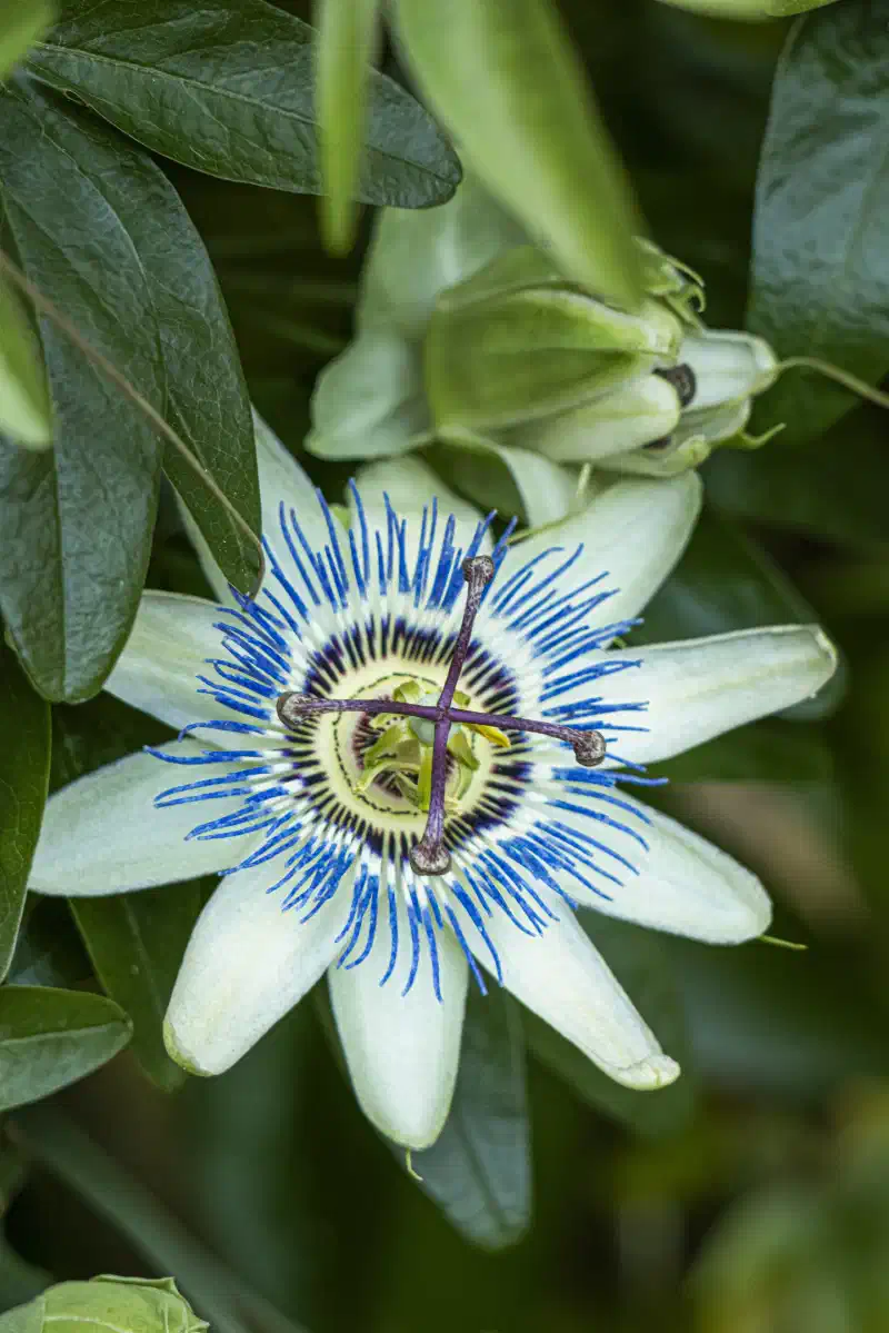 Passiflore bleue