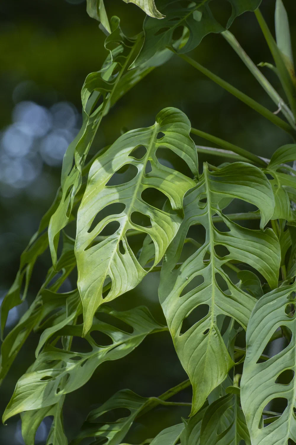 Monstera d'Adanson