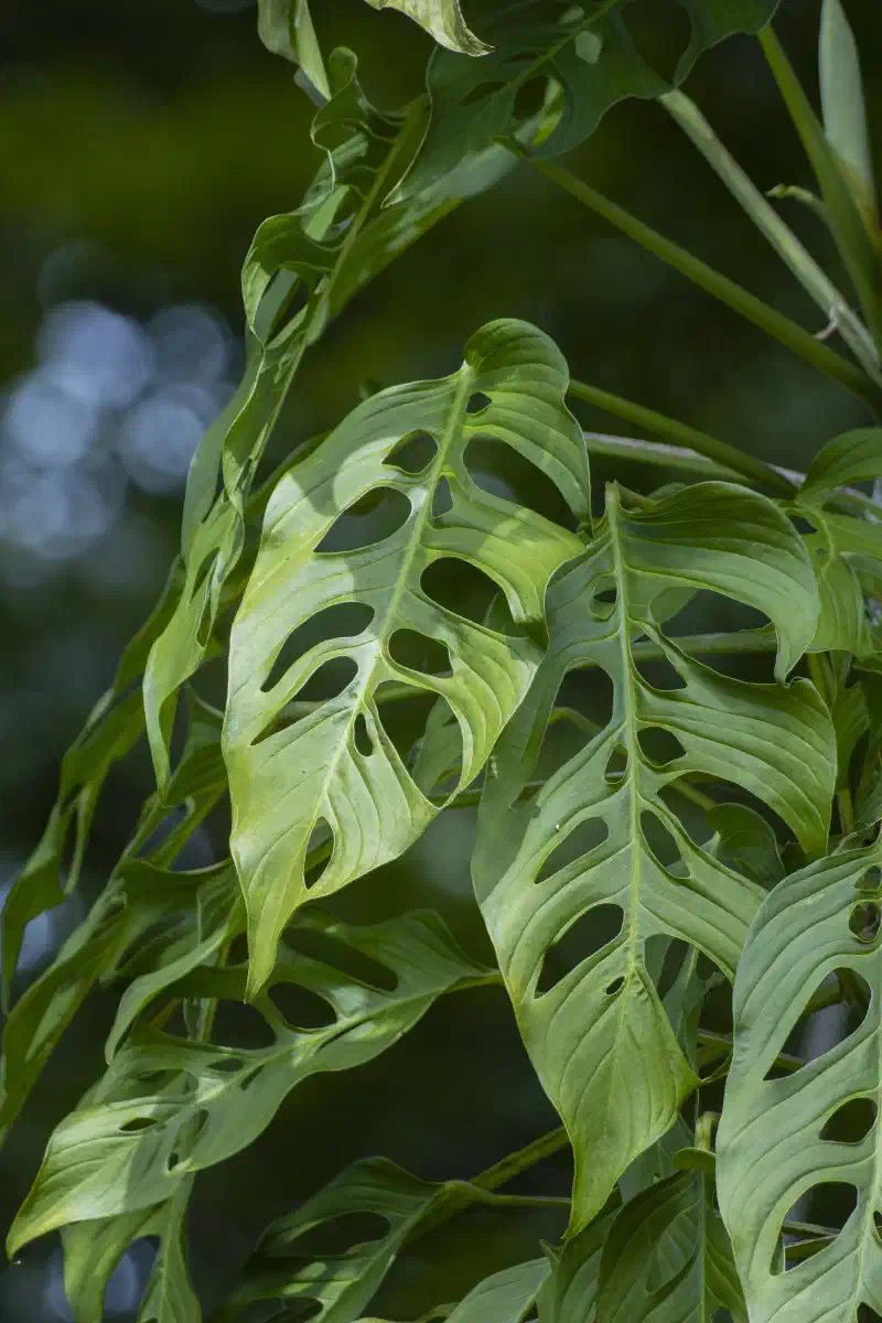 Monstera d'Adanson